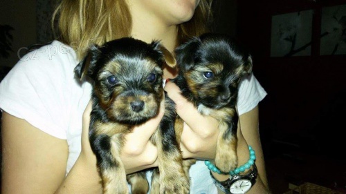 Prod�me kr�sn� zdrav� �t���tka