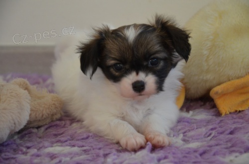 Papillon - �t���tko fenka