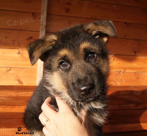 N�meck� ov��k - �t�n� s PP