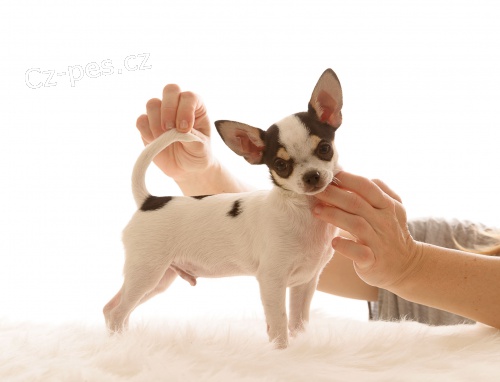 Chihuahua kr�tkosrst� s PP