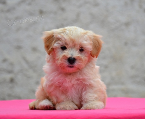 Havansk� ps�k - kr�sn� �t���tka