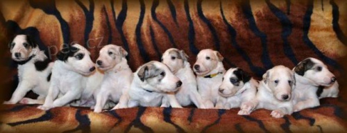 Barzoj - Rusk� chrt