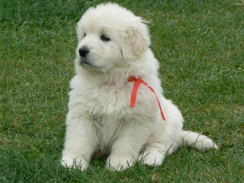 podhalansk� ov��k - �t���tka na prodej