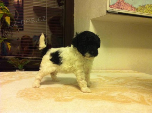 Pudl trpasli�� �ernob�l� harlekin