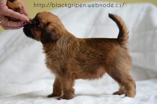 grifonek �t���tka s pp.