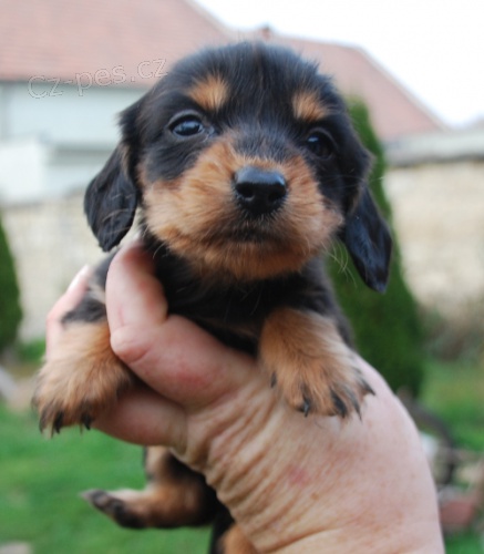 Jezev��k dlouhosrst�