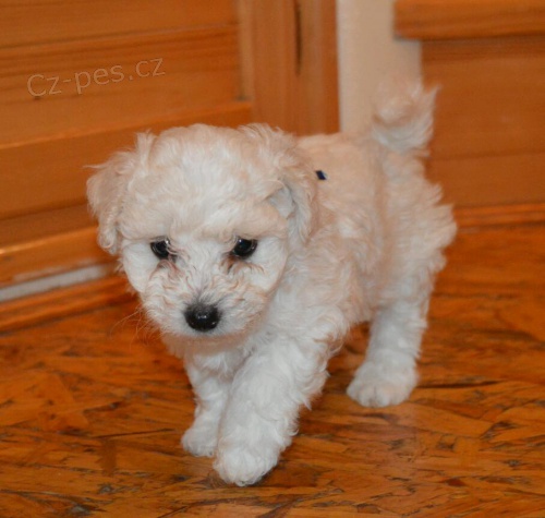 Bolo�sk� Ps�k s PP