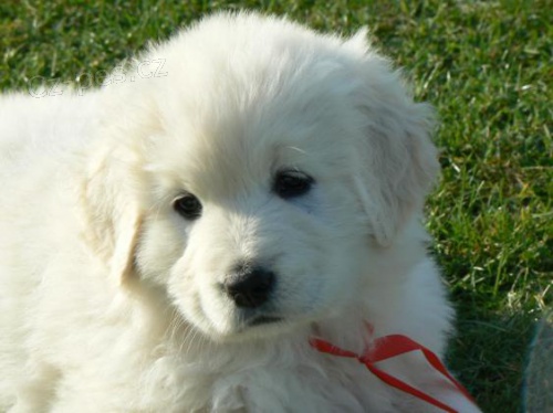 podhalansk� ov��k - �t���tka k odb�ru