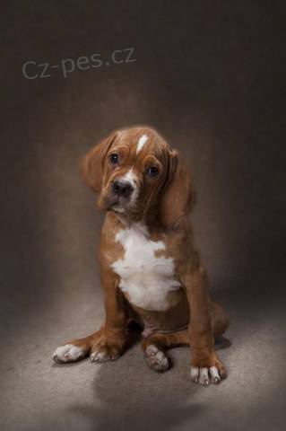 Oha� - Portugalsk� oha�