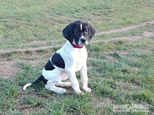 Pointer - �t�n� k odb�ru