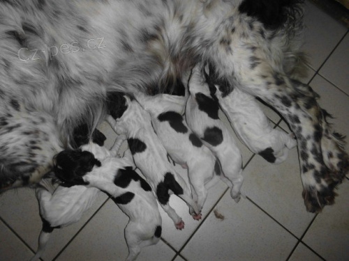 N�meck� K�epel�k