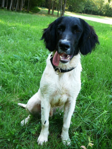 Velk� m�nsterlandsk� oha�