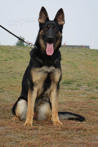 Feny n�meck�ho ov��ka na prodej