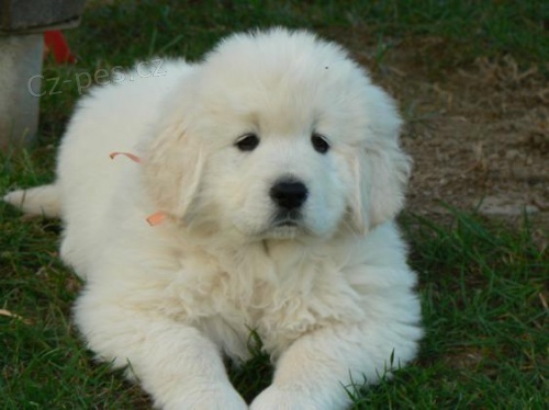 odb�r ihned-�t�n� podhalansk� ov��k