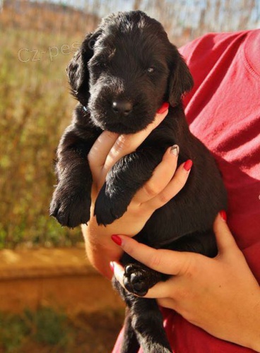 �t��ata flat coated retrievera s PP