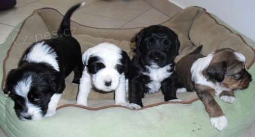 Tibetsk� teri�r - �t���tka s PP