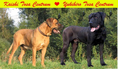 Tosa  inu z�znamy na �t��ata s PP