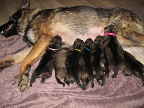  N�meck� ov��k �t�n� s PP