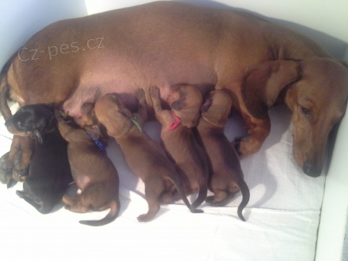 Jezev��k hladkosrst� standard