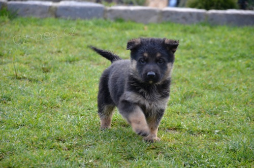 Pracovn� �t��ata n�meck� ov��k