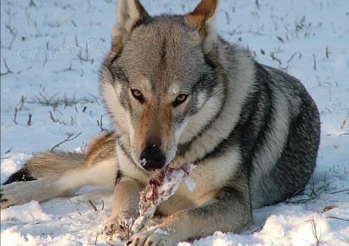 nab�z�me k prodeji hodn�m p�n��k�m posledn�ho pejska z vrhu A z chovatelsk� stanice Highlanderhill