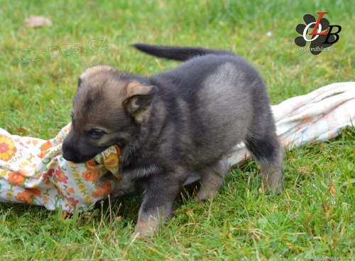 �t�n� N�meck�ho ov��ka s PP