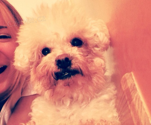 BISHON FRISE - kryt�