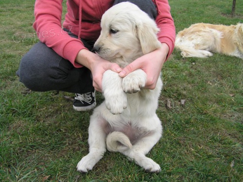 Zlat� retr�vr - retriever, pejsek s PP