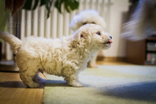 �t�n� bolo�sk�ho ps�ka