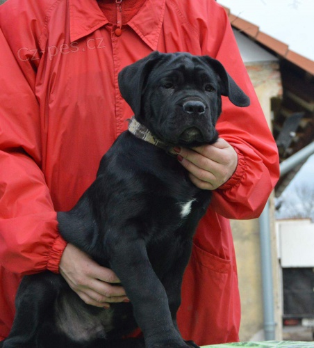 Cane corso - �t��ata s PP