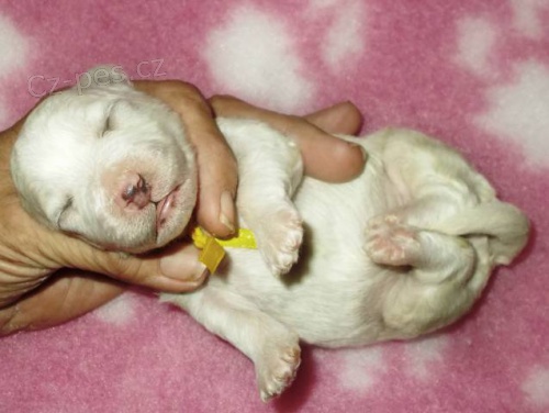 Bi�onek - Bichon fris�