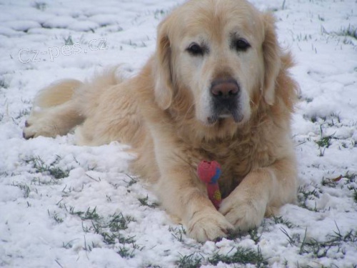 Zlat� retr�vr - Golden s PP - 6 let na prodej