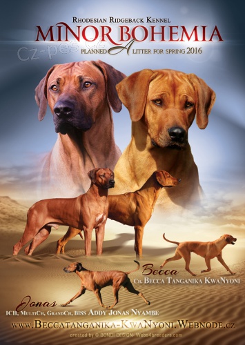 Rhod�sk� ridgeback - �t���tka s PP