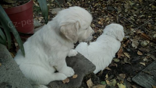 Zlat� retr�vr s PP