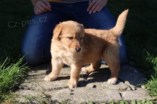 �t���tka Hovawart�