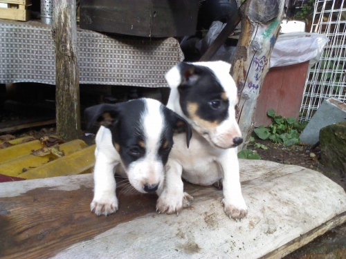 �t��ata Jack Russel teri�ra k odb�ru ihned
