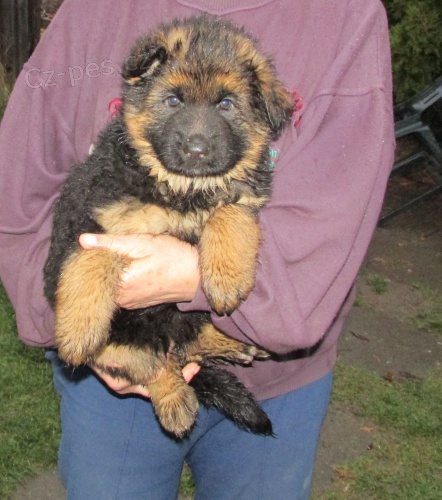 �ikovn� ps� holka NO s PP dlouhosrst�