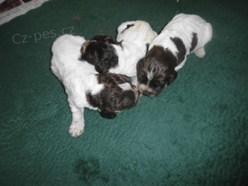 N�meck� K�epel�k