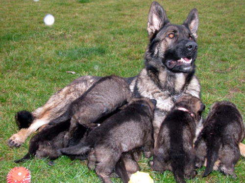 �t�n� n�meck�ho ov��ka fenka