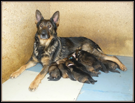 N�meck� ov��k - �t��ata s PP