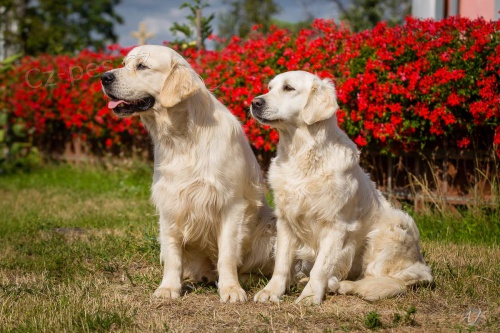 �t��ata zlat�ho retrievera s PP