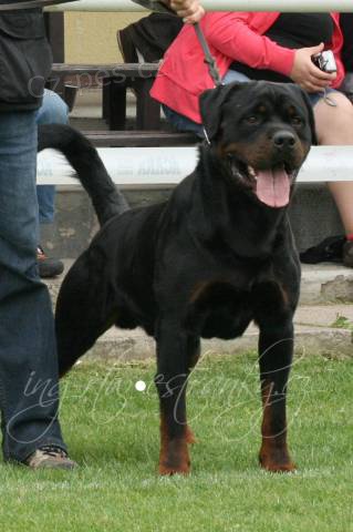 Rotvajler �t��ata s PP