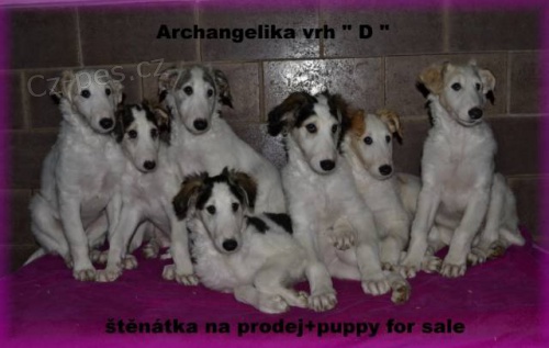 Barzoj - Rusk� chrt