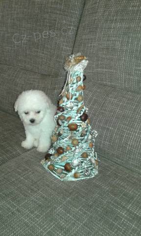 Bi�onek fris� s PP