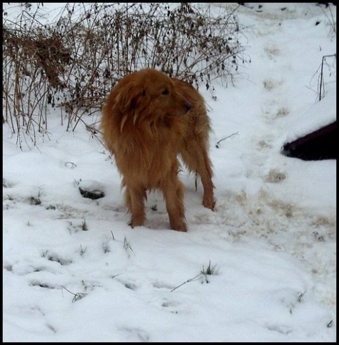 Hovawart Mat�j hled� nov� domov