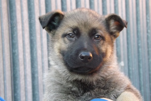 Prod�m �t��ata n�meck�ho ov��ka s PP