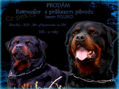 Prod�m pes rottweiler - Nab�dka