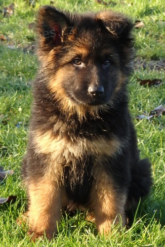 �t�n� NO s PP v�b�rov� chov - dlouhosrst�