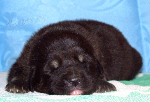 Tibetsk� doga - �t��ata s PP 2016