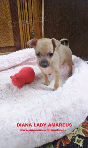 Pra�sk� krysa��k s PP